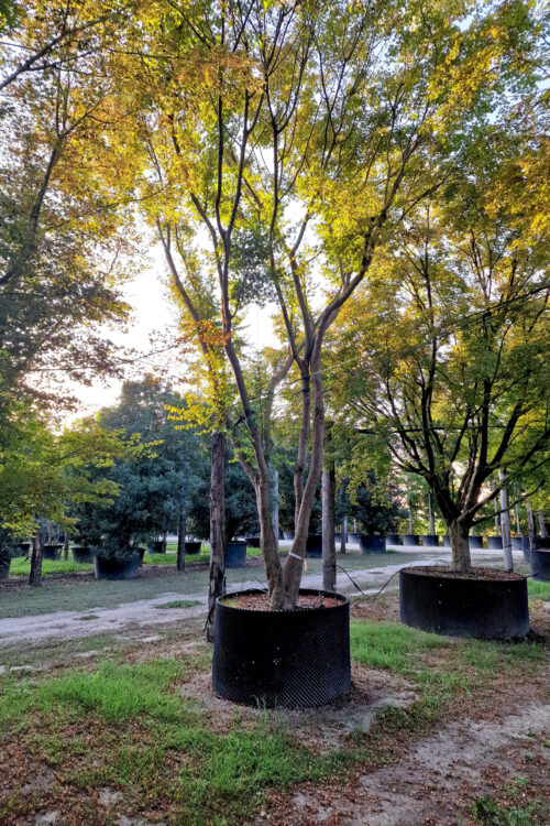 selezione piante progettazione e realizzazione giardini 2