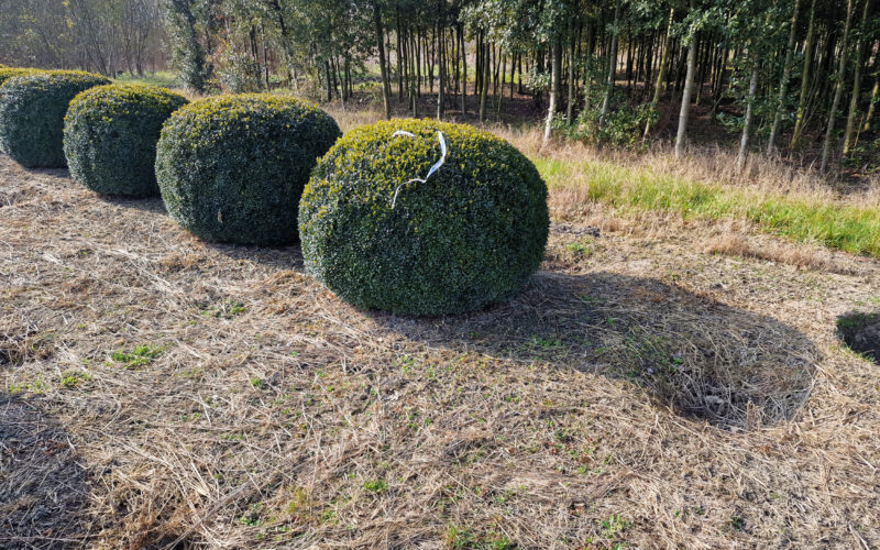 selezione piante progettazione e realizzazione giardini 3