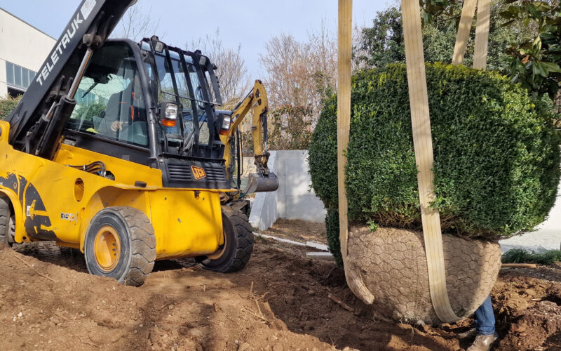 selezione piante progettazione e realizzazione giardini 4