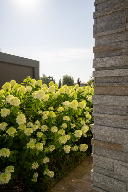 selezione piante progettazione e realizzazione giardini 5