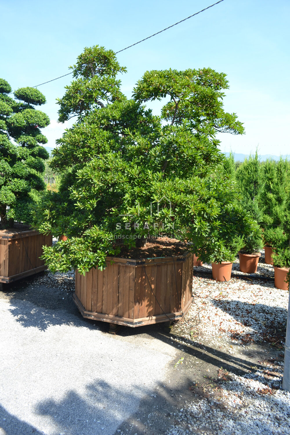 progetto di un giardino di lusso per una villa sul lago in svizzera - 5