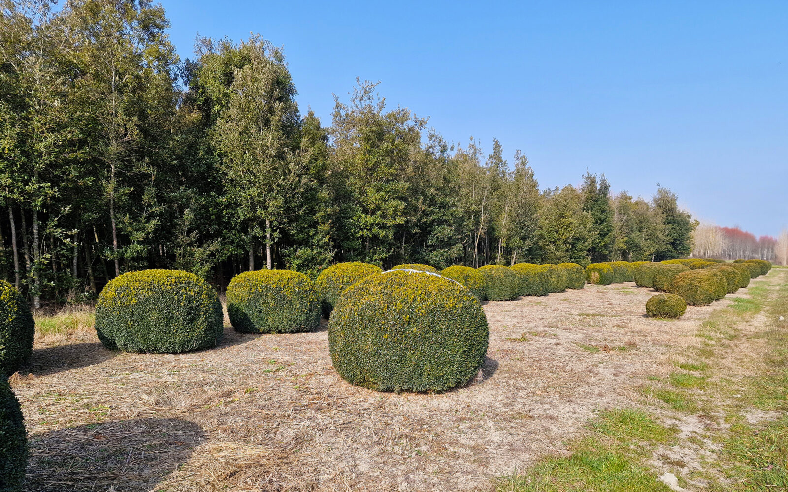 ricerca personalizzata di piante e materiali per progetto giardino