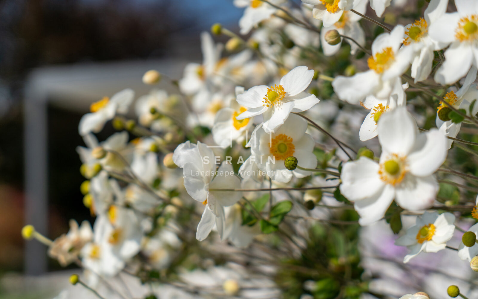 progetto giardino di lusso a Tregnago di Verona - 9