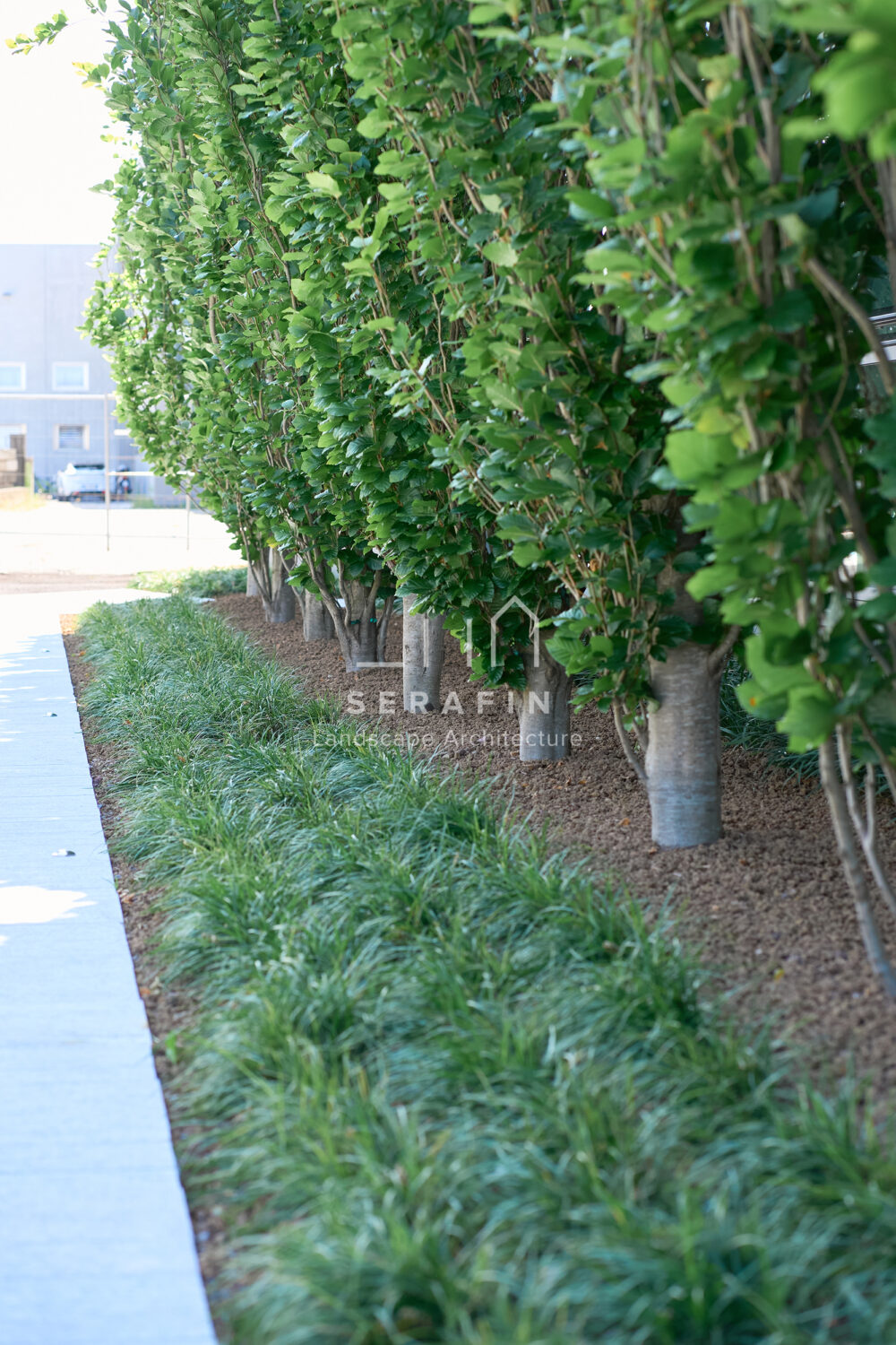immagine del progetto di un giardino aziendale con parcheggio a San Polo di Piave