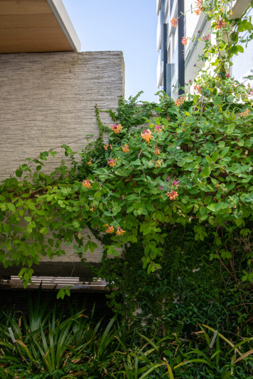 fioriture progettazione e realizzazione giardini 3
