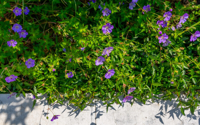 fioriture progettazione e realizzazione giardini 5