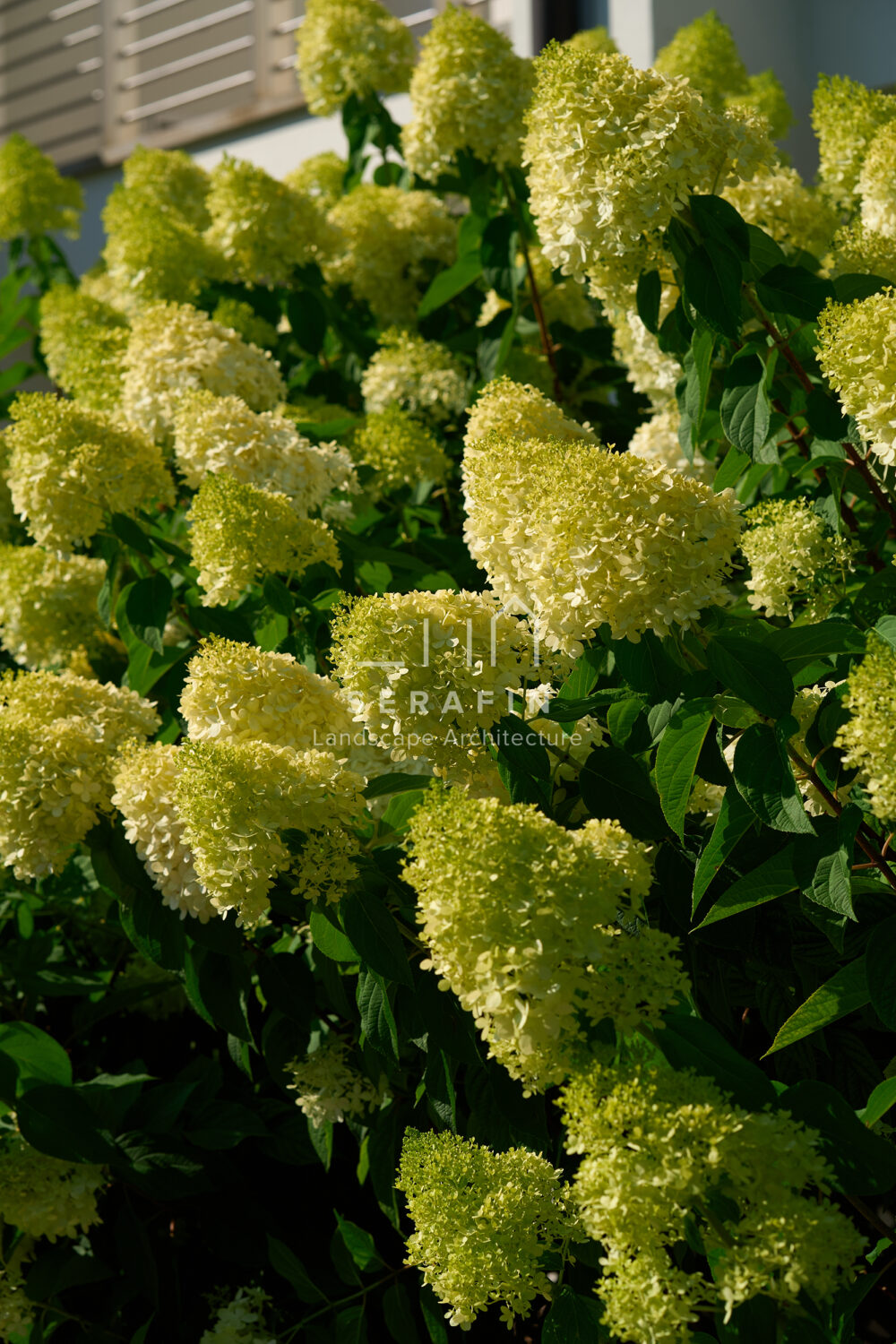 immagine del progetto di un giardino privato di lusso con pergotenda bioclimatica a Treviso