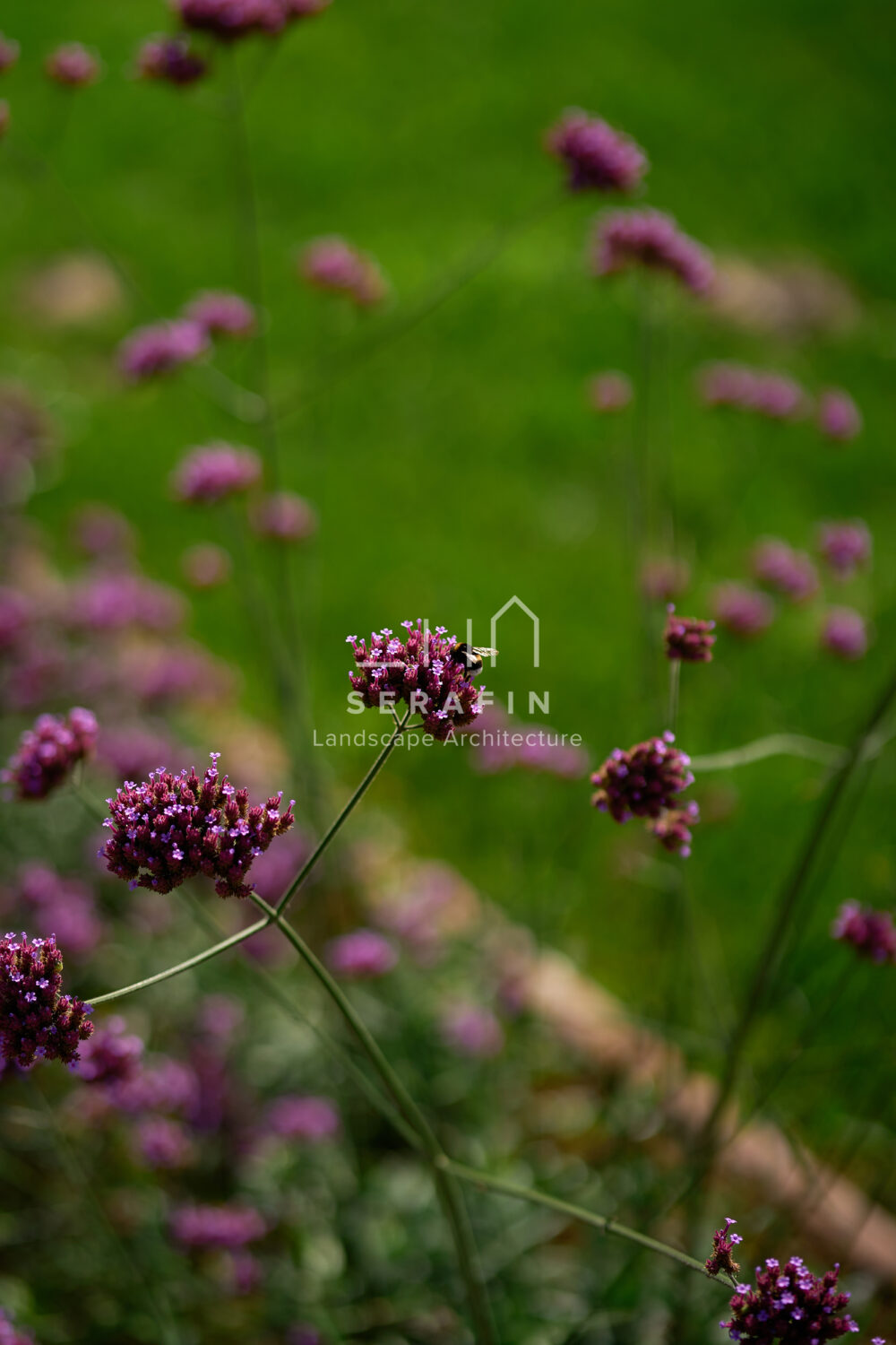 immagine del progetto di un giardino privato di lusso con pergotenda bioclimatica a Treviso