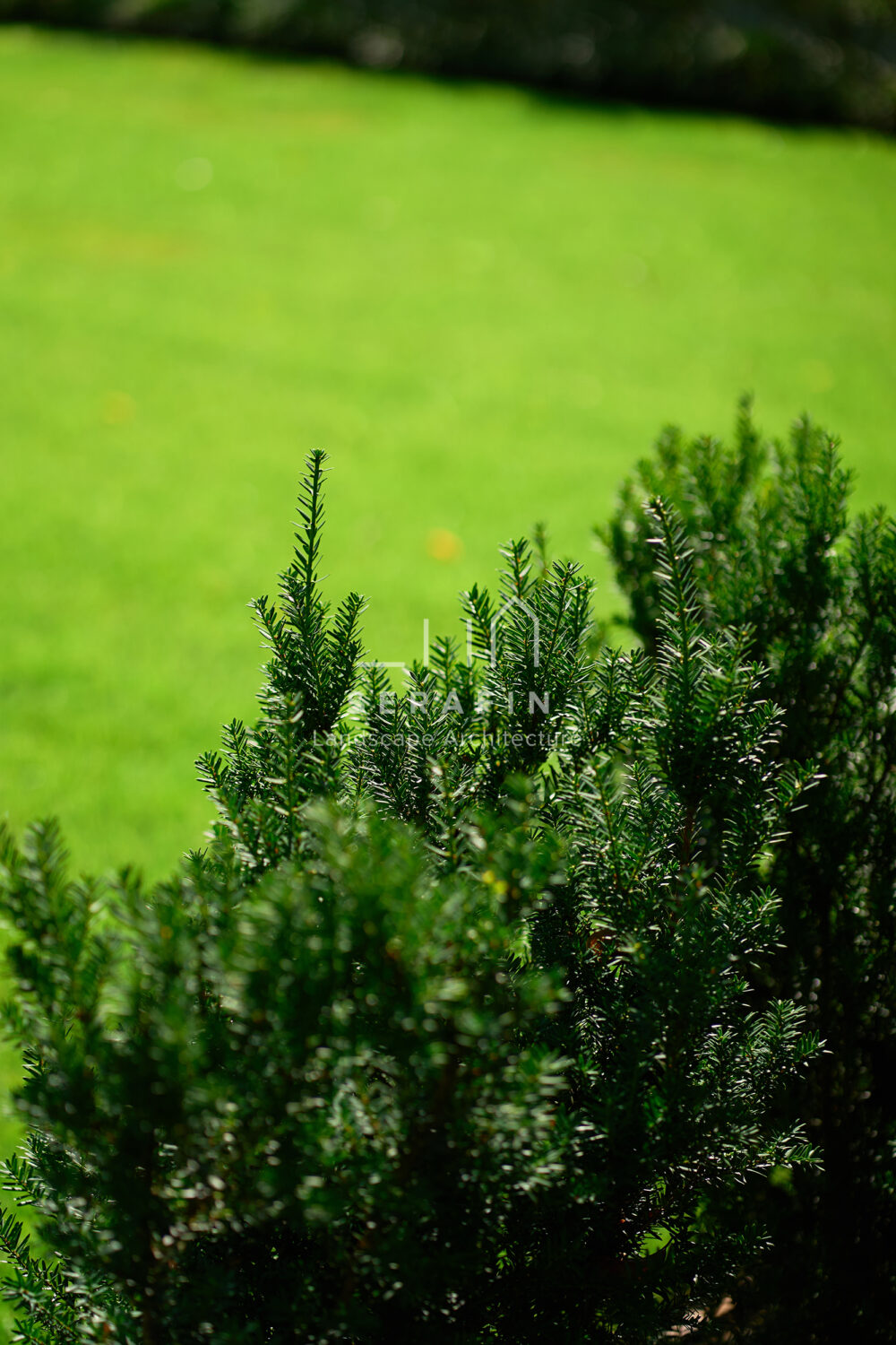 immagine del progetto di un giardino privato di lusso con pergotenda bioclimatica a Treviso
