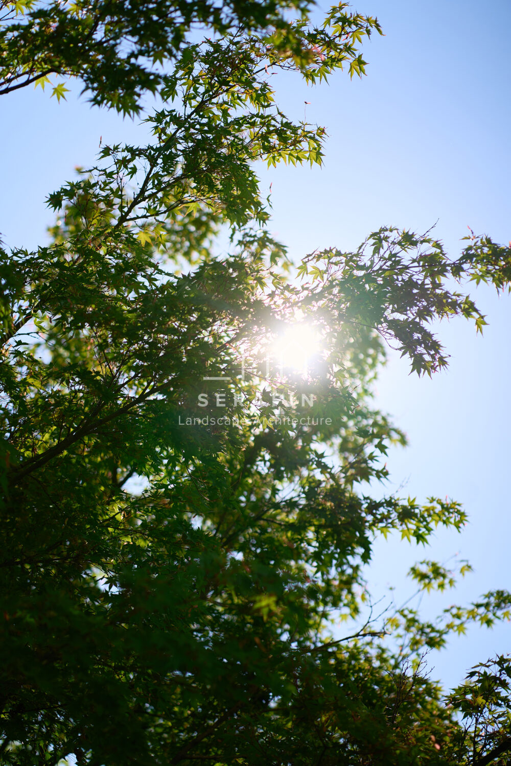 immagine del progetto di un giardino privato di lusso con pergotenda bioclimatica a Treviso